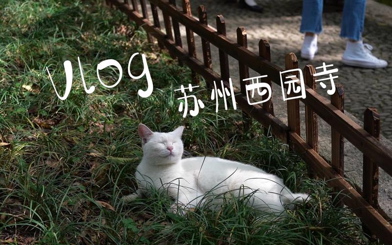 景区人猫游园人免费;