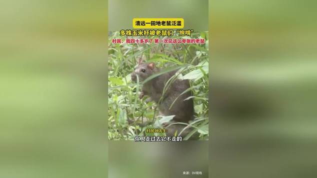 新奥今晚买什么和清远一田地老鼠泛滥与清远老鼠鱼