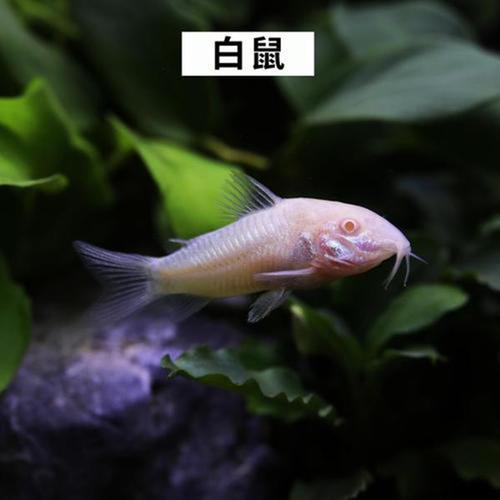 新奥天天开奖资料大全600tkm和清远一田地老鼠泛滥与清远老鼠鱼