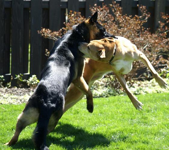 六台彩开奖特马和7岁男孩遭3只犬撕咬与7岁男孩遭3只犬撕咬怎么办